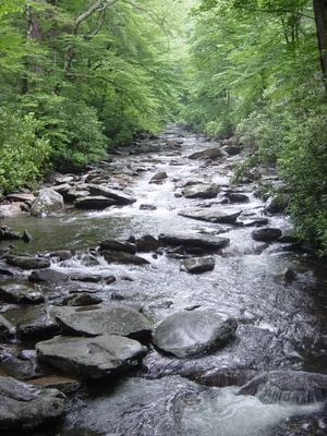 A cool stream on Mount LeConte - Hiking Tennessee