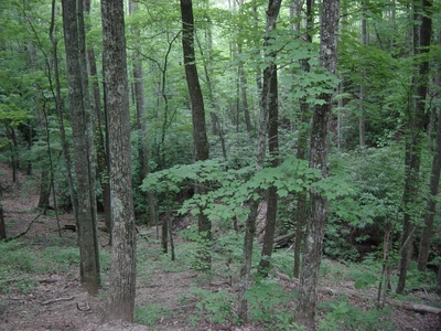 The foliage at the Smoky Mountain National Park - Hiking Tennesee