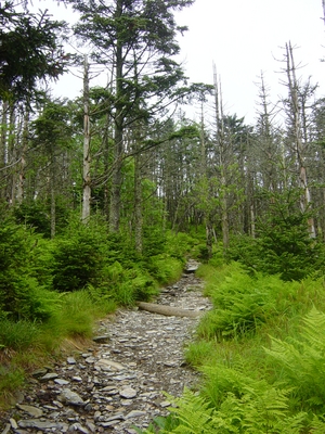 The blasted trees near the summit of Mount LeConte - Hiking Tennessee