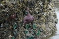 Starfish and sea aenaoneameais...yeah