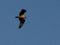 An osprey, part of a family of three, in the first morning light - ODell Lake